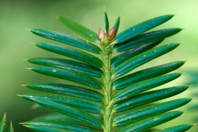 Torreya nucifera - toreja japonská - pupen